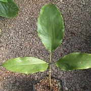 Image of Arisaema balansae AGA-0837-00 Engl..