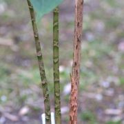 Image of Arisaema balansae AGA-0837-00 Engl..