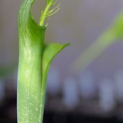 Image of Arisaema balansae AGA-0837-00 Engl..