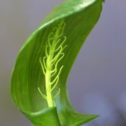 Image of Arisaema balansae AGA-0837-00 Engl..