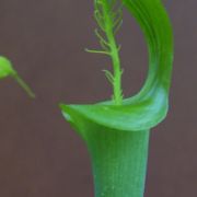 Image of Arisaema balansae AGA-0837-00 Engl..