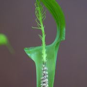 Image of Arisaema balansae AGA-0837-00 Engl..