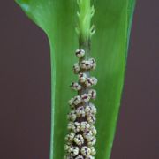 Image of Arisaema balansae AGA-0837-00 Engl..