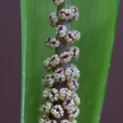 Image of Arisaema balansae AGA-0837-00 Engl..