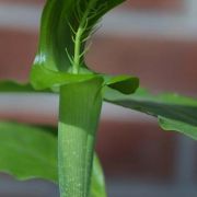 Image of Arisaema balansae AGA-0837-00 Engl..