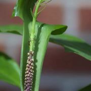 Image of Arisaema balansae AGA-0837-00 Engl..