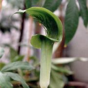 Image of Arisaema balansae  Engl..