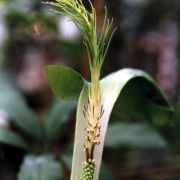 Arisaema balansae Engl.