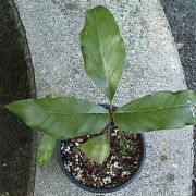 Image of Arisaema barbatum AGA-0294-01 Buchet.