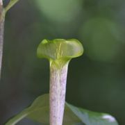 Image of Arisaema barbatum AGA-0294-01 Buchet.