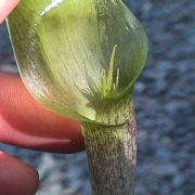 Image of Arisaema barbatum AGA-0294-01 Buchet.