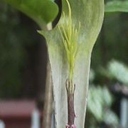 Image of Arisaema barbatum AGA-0294-01 Buchet.