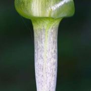 Image of Arisaema barbatum AGA-0294-01 Buchet.