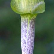 Image of Arisaema barbatum AGA-0294-01 Buchet.