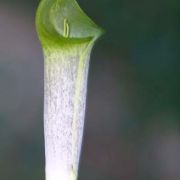 Image of Arisaema barbatum AGA-0294-01 Buchet.