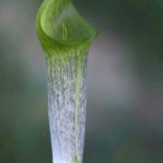 Image of Arisaema barbatum AGA-0294-01 Buchet.