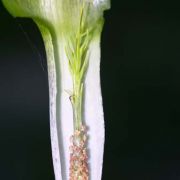 Image of Arisaema barbatum AGA-0294-01 Buchet.