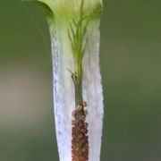 Image of Arisaema barbatum AGA-0294-01 Buchet.