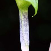 Image of Arisaema barbatum AGA-0294-01 Buchet.