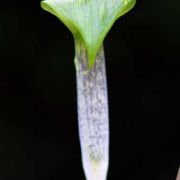 Image of Arisaema barbatum AGA-0294-01 Buchet.