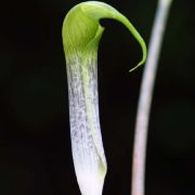 Image of Arisaema barbatum AGA-0294-01 Buchet.