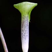 Image of Arisaema barbatum AGA-0294-01 Buchet.