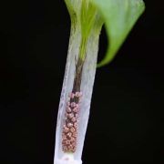 Image of Arisaema barbatum AGA-0294-01 Buchet.