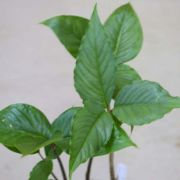 Image of Arisaema barbatum AGA-1365-01 Buchet.