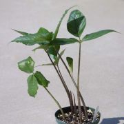 Image of Arisaema barbatum AGA-1365-01 Buchet.