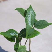 Image of Arisaema barbatum AGA-1365-01 Buchet.