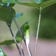 Image of Arisaema barbatum AGA-1365-01 Buchet.