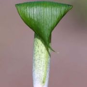 Image of Arisaema barbatum AGA-1365-01 Buchet.