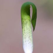 Image of Arisaema barbatum AGA-1365-01 Buchet.