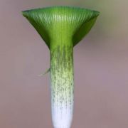 Image of Arisaema barbatum AGA-1365-01 Buchet.