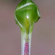 Image of Arisaema barbatum AGA-1365-01 Buchet.