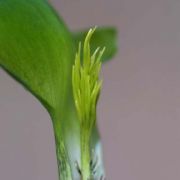 Image of Arisaema barbatum AGA-1365-01 Buchet.