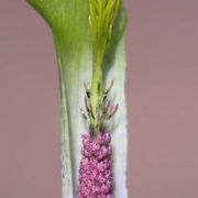 Image of Arisaema barbatum AGA-1365-01 Buchet.