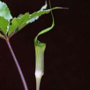 Image of Arisaema barnesii  C.E.C. Fisch..