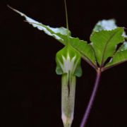 Image of Arisaema barnesii  C.E.C. Fisch..