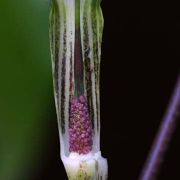 Image of Arisaema barnesii  C.E.C. Fisch..