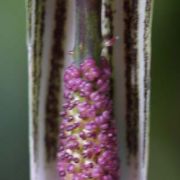 Image of Arisaema barnesii  C.E.C. Fisch..