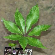 Image of Arisaema barnesii  C.E.C. Fisch..