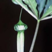 Image of Arisaema barnesii  C.E.C. Fisch..