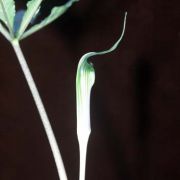 Image of Arisaema barnesii  C.E.C. Fisch..