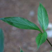 Image of Arisaema bathycoleum  Hand.-Mazz..