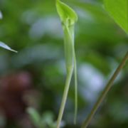 Image of Arisaema bathycoleum  Hand.-Mazz..