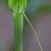 Image of Arisaema bathycoleum  Hand.-Mazz..