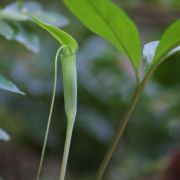 Image of Arisaema bathycoleum  Hand.-Mazz..