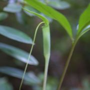 Image of Arisaema bathycoleum  Hand.-Mazz..