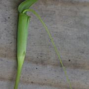 Image of Arisaema bathycoleum  Hand.-Mazz..